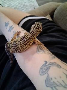 leopard gecko