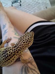 leopard gecko - Photo 2