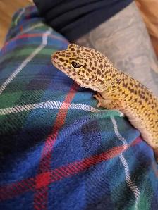 leopard gecko - Photo 3