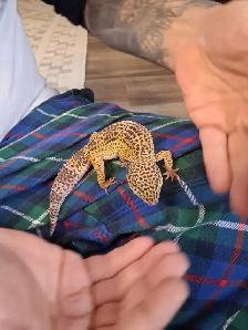 leopard gecko - Photo 4