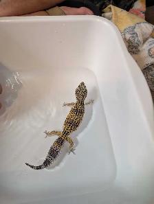 leopard gecko - Photo 5