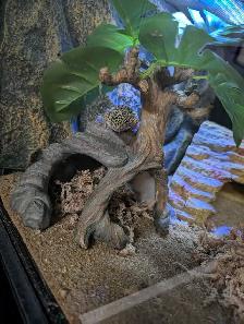 leopard gecko - Photo 6