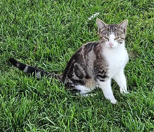 Farm Kitten