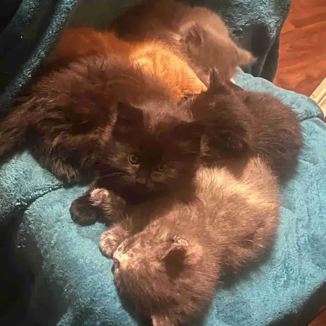 FREE KITTENS 3