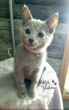 TICA-Registered Russian Blue Kitten
