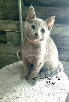 TICA-Registered Russian Blue Kitten - Photo 2