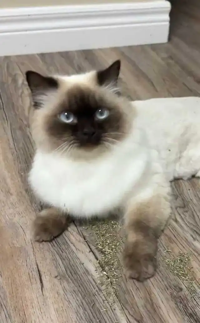 Rehoming Ragdoll Male Cat - Neutered
