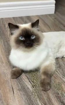 Rehoming Ragdoll Male Cat - Neutered