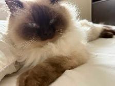 Rehoming Ragdoll Male Cat - Neutered - Photo 2