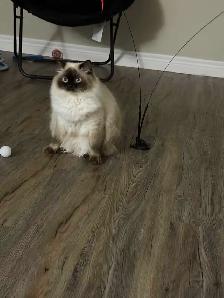 Rehoming Ragdoll Male Cat - Neutered - Photo 3