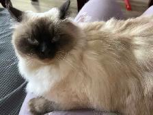 Rehoming Ragdoll Male Cat - Neutered - Photo 4