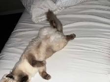 Rehoming Ragdoll Male Cat - Neutered - Photo 5