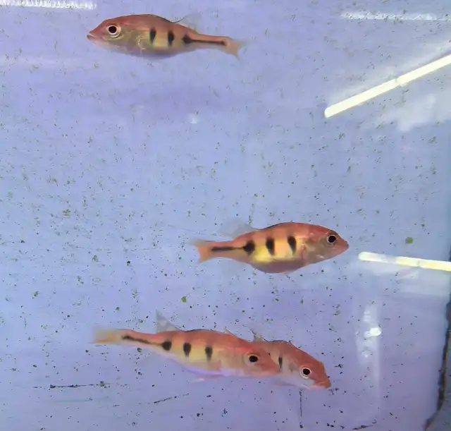 kelberi peacock bass 2.5'