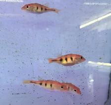 kelberi peacock bass 2.5'