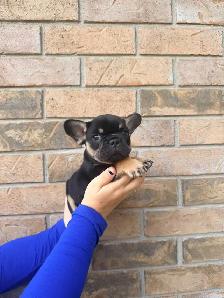 french bulldogs - Photo 4