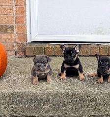 french bulldogs - Photo 5