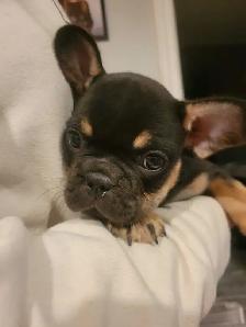 french bulldogs - Photo 6
