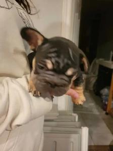 french bulldogs - Photo 7