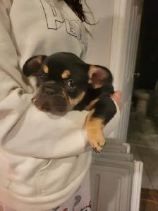 french bulldogs - Photo 8