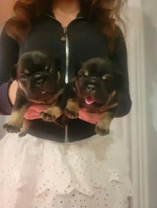 french bulldogs - Photo 9