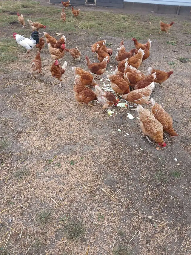 Brown Egg Layers
