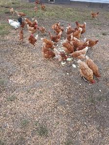 Brown Egg Layers