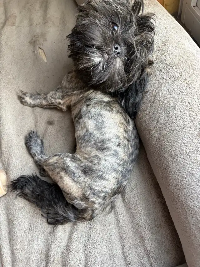 shih tzu à vendre