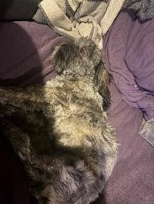 shih tzu à vendre - Photo 2