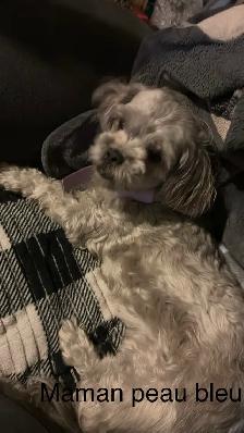 shih tzu à vendre - Photo 4