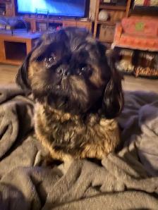 shih tzu à vendre - Photo 5