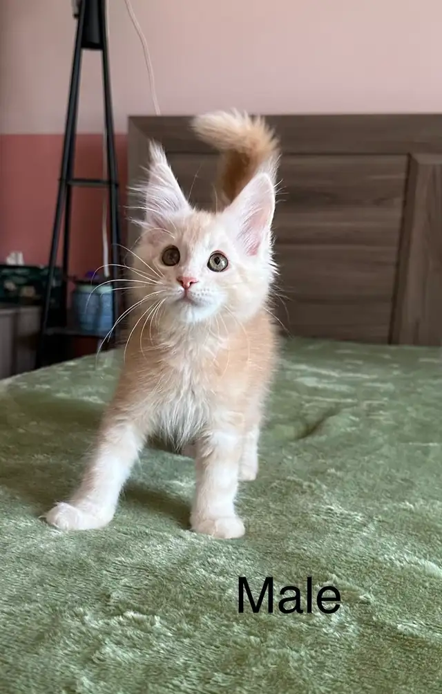 Maine Coon Kittens