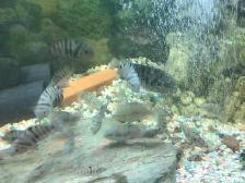 VENUSTUS GIRAFFE  CICHLIDS FOR SALE - Photo 2
