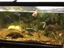 VENUSTUS GIRAFFE  CICHLIDS FOR SALE - Photo 4
