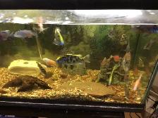 VENUSTUS GIRAFFE  CICHLIDS FOR SALE - Photo 5