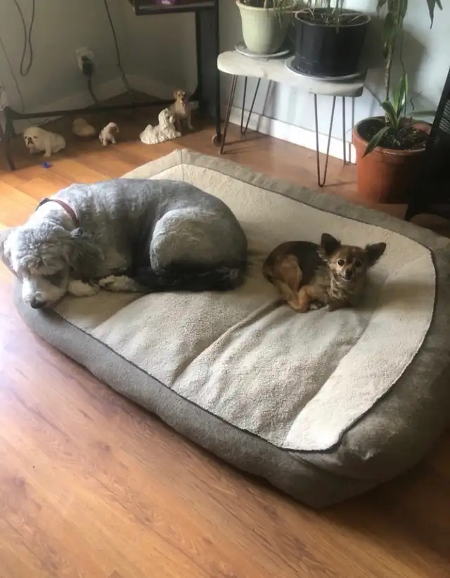 Kirkland dog bed