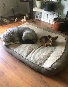 Kirkland dog bed