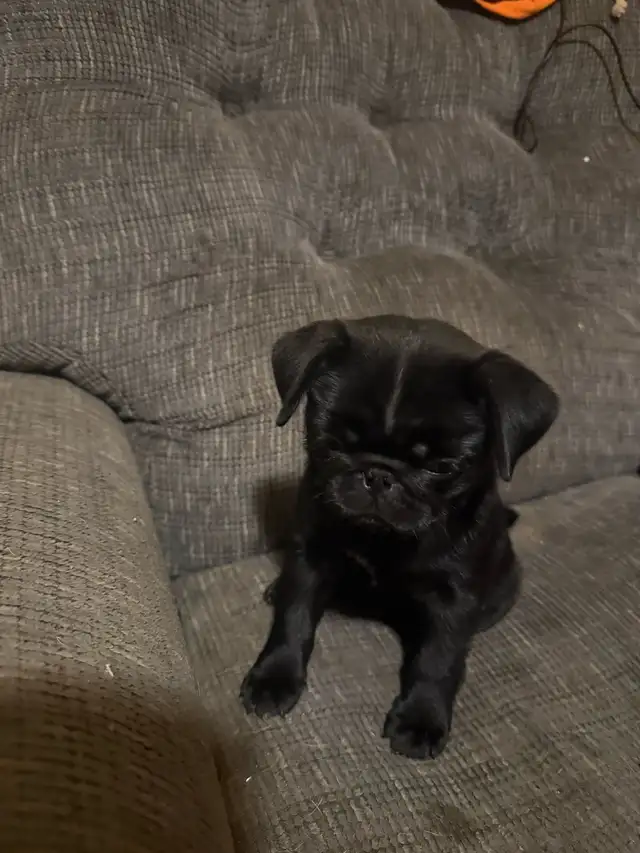 Pug Puppy