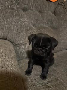 Pug Puppy