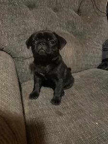 Pug Puppy - Photo 2