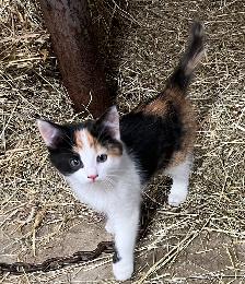 Beaux chatons à vendre - Photo 2