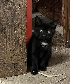 Beaux chatons à vendre - Photo 3