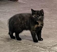 Beaux chatons à vendre - Photo 4