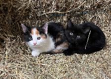Beaux chatons à vendre - Photo 5