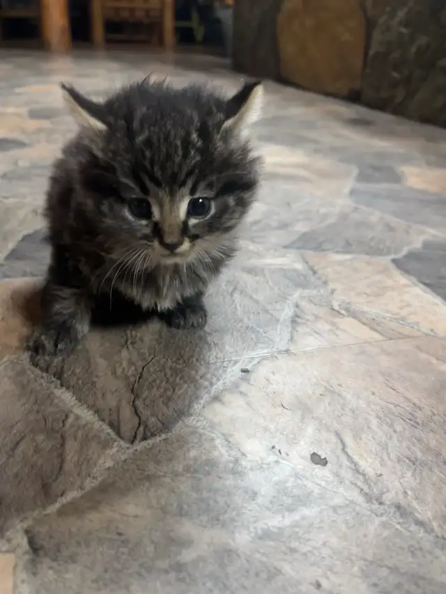 adorable kitten for rehoming