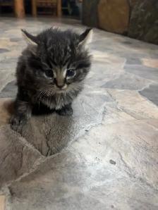 adorable kitten for rehoming