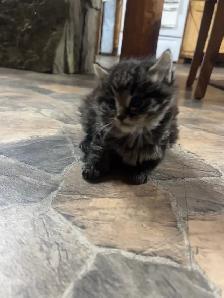 adorable kitten for rehoming - Photo 2