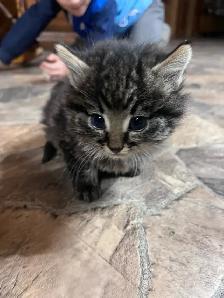 adorable kitten for rehoming - Photo 3