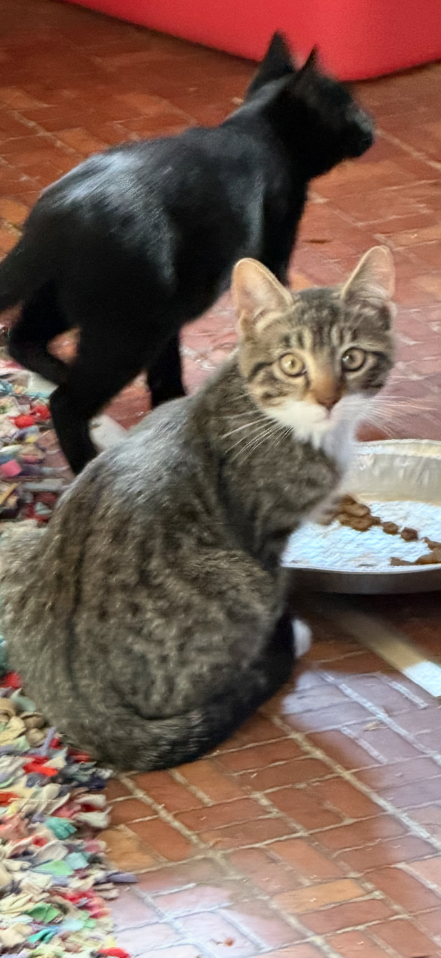 Tabby,Socks and Midnight need homes