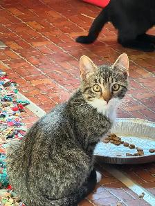 Tabby,Socks and Midnight need homes - Photo 2