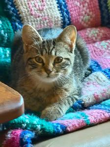 Tabby,Socks and Midnight need homes - Photo 3